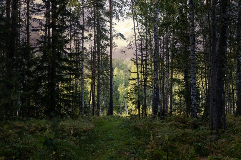 Forestry Clearing in Marietta, GA