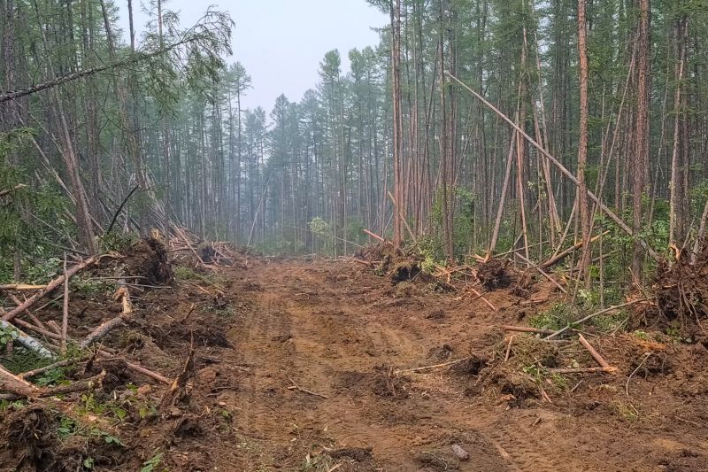 Underbrush Clearing in Katy, TX